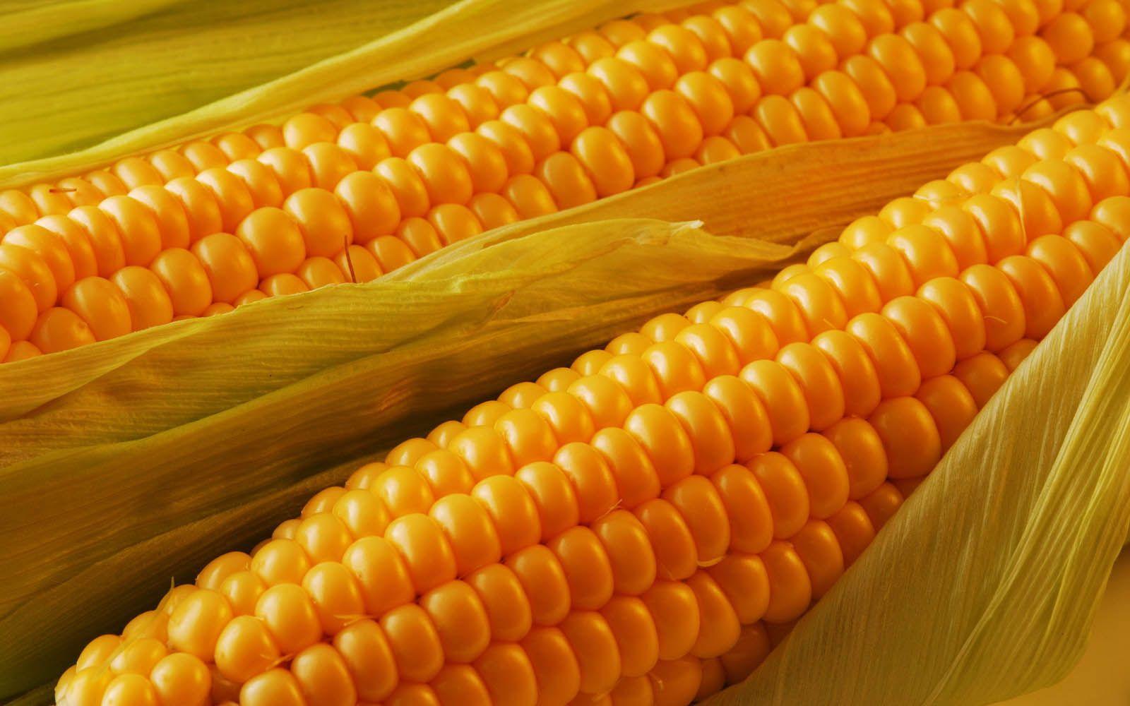 Harmadik kép: Kukorica